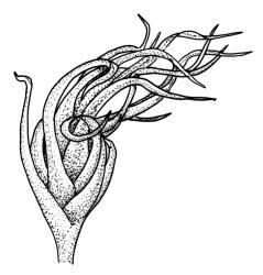Campylopus pallidus representative growth form, propagulum, dry. Drawn from A.J. Fife 9602, CHR 477581.
 Image: R.C. Wagstaff © Landcare Research 2018 